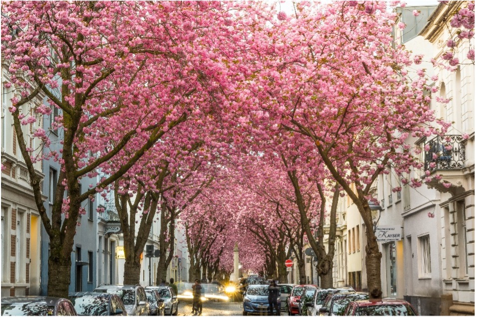 Energieberatung Bonn 1 Kirschblüte in der Bonner Altstadt – beliebtes Wohnviertel mit hohem Sanierungspotenzial